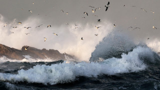 Seagulls wave ocean mountain stormy - in the ocean free wallpaper