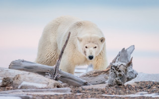 Polar bear beach log snow - polar free wallpaper