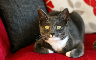 Cat red couch black white - a red couch free wallpaper