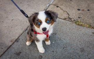 Dog blue eyes sitting sidewalk - its neck free wallpaper