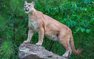 Mountain lion rock woods open - a mountain lion free wallpaper