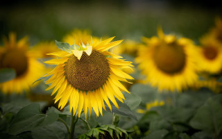 Large sunflower leaves macro shallow - bernd fasching free wallpaper for desktop