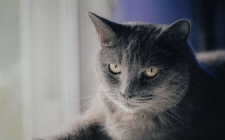Sad black cat window rain - a window sill free wallpaper