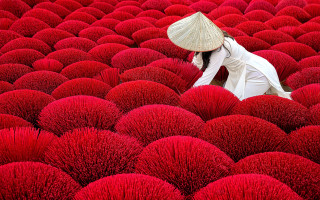Woman straw hat red flowers - red flower free wallpaper