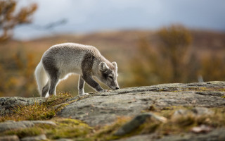 Small animal rock hillside forest - a small animal standing free wallpaper