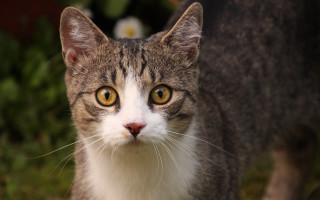 Cat brown eyed white face - a white face free wallpaper