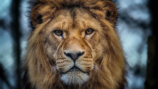 Lion closeup trees blue sky - a portrait free wallpaper