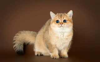 Surprised cat brown background pastel - a brown background free wallpaper
