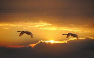 Birds sunset clouds flying horizon - bird free wallpaper for desktop