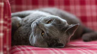 Gray cat red couch wide - a red couch free wallpaper