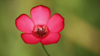 Red flower green background macro 7 - a red center free wallpaper