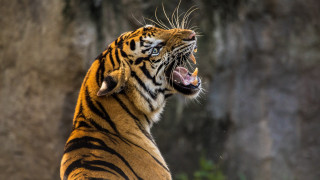 Tiger growling wide open mouth - a tiger free wallpaper