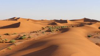 Desert trees bushes matte painting - camille bouvagne free wallpaper