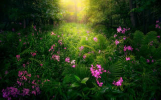 Lush green forest flower light - radiant free wallpaper