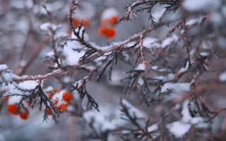 Branch berries snow winter nature - a microscopic photo free wallpaper