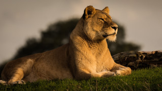 Lion laying green field tree - fallen free wallpaper