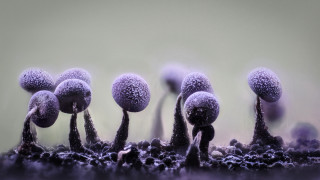Purple mushrooms field macro funk - green background free wallpaper