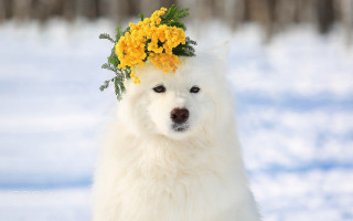 White dog flower crown snow 2 - its head in free wallpaper