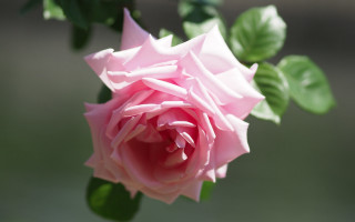 Pink rose green leaves blurry 13 - a pink rose free wallpaper