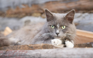 Cat green eyes wooden bench 2 - a serious look free wallpaper
