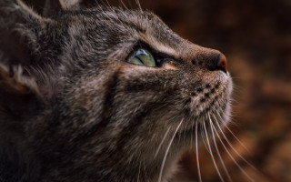 Cat closeup blurry background macro - a close up of a cats face free wallpaper