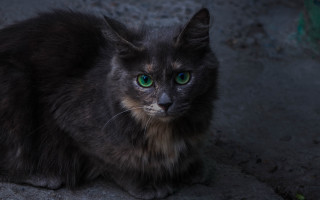 Black cat green eyes sad 2 - a black cat free wallpaper