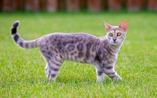 Curious black cat in grass 2 - david young cameron free wallpaper