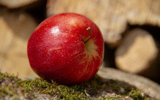 Red apple moss rock logs - top of a rock free wallpaper