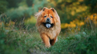Dog grassy field blurry bokeh - a grassy field free wallpaper