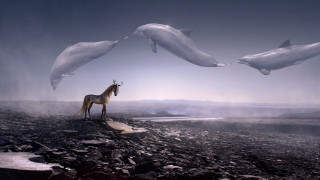 Horse dolphin rocky beach mountain - surrealism free wallpaper