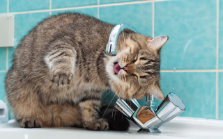 Cat drinking water faucet bathroom 3 - water free wallpaper