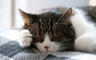 Cat sleeping pillow blurry depth - the pillow free wallpaper