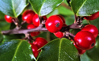 Berries leaves water droplets christmas - a close up of a bunch free wallpaper