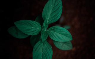 Green plant leaves water drop - the top of it free wallpaper