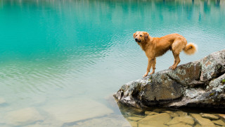Dog rock lake water formation - a rock formation free wallpaper