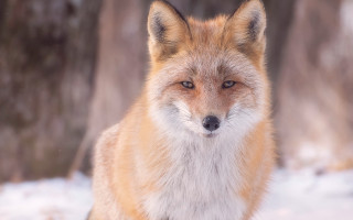 Fox snow forest furry photorealistic - a fox free wallpaper