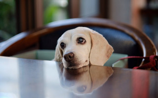 Shiba inu dog at table - a leash free wallpaper