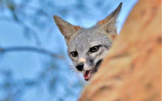 Gray fox open mouth blurry - bourgeoi free wallpaper