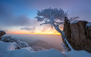 Sunset tree snowy mountain cloudy - a sunset in the background free wallpaper