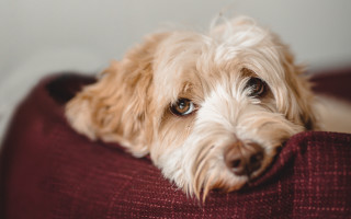 Dog couch pillow portrait christmas - his head free wallpaper for desktop
