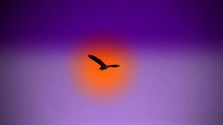 Bird flying sky purple orange - background free wallpaper for desktop