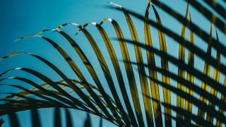 Palm tree long leaves blue - thin free wallpaper