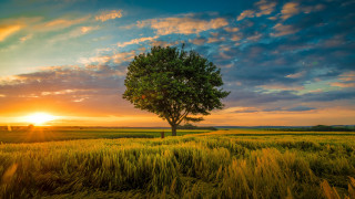 Tree sunset field clouds horizon - the sun free wallpaper