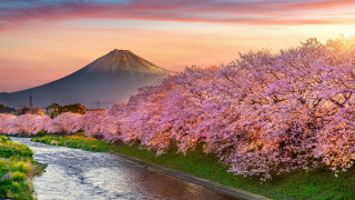 River green field mountain flower - a lush green field next free wallpaper