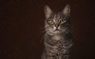 Black cat yellow eyes serious 3 - serious free wallpaper for desktop