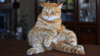Cat glamor pose shiba inu - a portrait free wallpaper