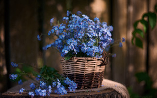 Blue flower basket stump outdoor - outside free wallpaper
