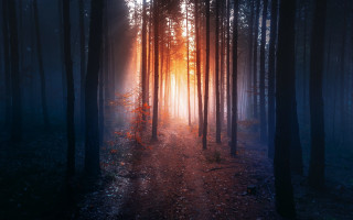 Woods path sunshine leaves magic - a path free wallpaper
