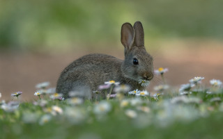 Rabbit flower field daisy bokeh - beatrix potter free wallpaper