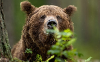Brown bear woods green plant - a green plant free wallpaper